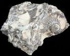Wide Kosmoceras Ammonite - England #42644-1